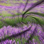 Комплект наволочек 40*40 см (2 шт.), бязь "Люкс"(220) (Французские просторы)