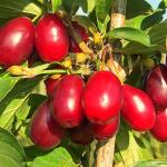 Кизил Владимирский (2-х летка)