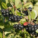 Рябина черноплодная (2-х летка)