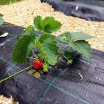 Почвоукрывной Naksan с колышками для крепления черный 1,05x5 м