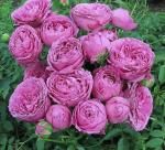 Мисти Баблз