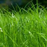 Овсяница красная