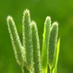 Тимофеевка луговая