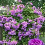 Индиголетта