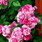 Инес Састра