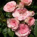 Белла Линда Круэлла