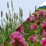 Смесь тимофеевка - клевер красный (90/10)