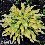 Саженец Хоста Ripple Effect