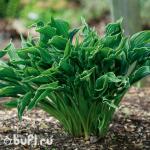 Саженец Хоста Praying Hands