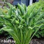 Саженец Хоста Praying Hands