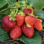 Клубника сорт ДАРЕНКА