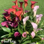 Каллы смесь сортов (5 клубней)