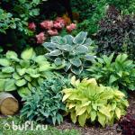 Хосты смесь сортов (5 шт.)