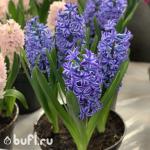 Гиацинт Blue Jacket (3 луковицы)