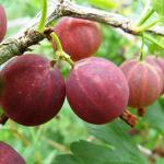 Саженец Крыжовник Белорусский Красный