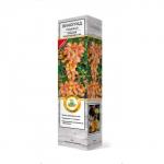 Виноград плодовый "Юбилей Новочеркасска" 1 шт, туба, Май 2022