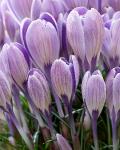 КРОКУСЫ КРУПНОЦВЕТКОВЫЕ (Crocus vernus)