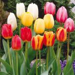 Тюльпаны Дарвиновские гибриды