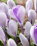 КРОКУСЫ КРУПНОЦВЕТКОВЫЕ (Crocus vernus)