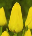 Тюльпаны Дарвиновские гибриды