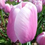 Тюльпаны Дарвиновские гибриды