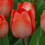 Тюльпаны Дарвиновские гибриды