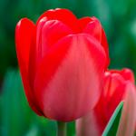 Тюльпаны Дарвиновские гибриды