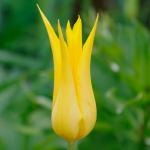 Тюльпаны Лилиецветные