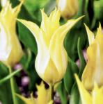 Тюльпаны Лилиецветные