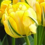 Тюльпаны Махровые поздние