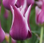 Тюльпаны Лилиецветные