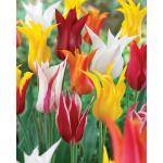 Тюльпаны Лилиецветные
