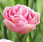 Тюльпаны Махровые поздние