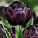 Тюльпаны Махровые поздние