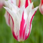 Тюльпаны Лилиецветные