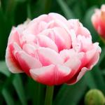 Тюльпаны Махровые поздние