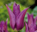 Тюльпаны Лилиецветные