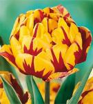 Тюльпаны Махровые поздние