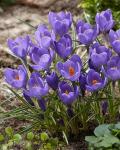 КРОКУСЫ КРУПНОЦВЕТКОВЫЕ (Crocus vernus)