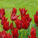 Тюльпаны Лилиецветные