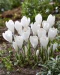 КРОКУСЫ КРУПНОЦВЕТКОВЫЕ (Crocus vernus)
