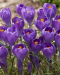 КРОКУСЫ КРУПНОЦВЕТКОВЫЕ (Crocus vernus)