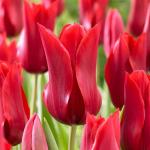 Тюльпаны Лилиецветные