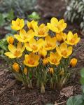 КРОКУСЫ КРУПНОЦВЕТКОВЫЕ (Crocus vernus)