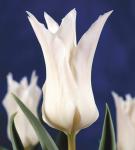 Тюльпаны Лилиецветные