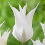 Тюльпаны Лилиецветные