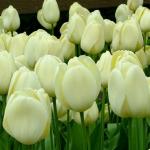 Тюльпаны Дарвиновские гибриды