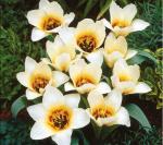 Тюльпаны Грейга