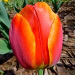 Тюльпаны Дарвиновские гибриды