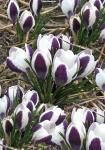 КРОКУСЫ КРУПНОЦВЕТКОВЫЕ (Crocus vernus)